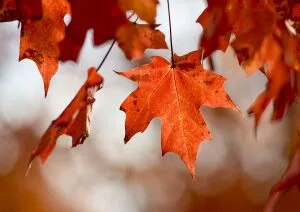 Leaf Peeper Half Marathon