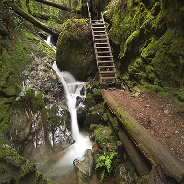 A scenic trail with a waterfall and a wooden ladder in a mossy, forested area.
