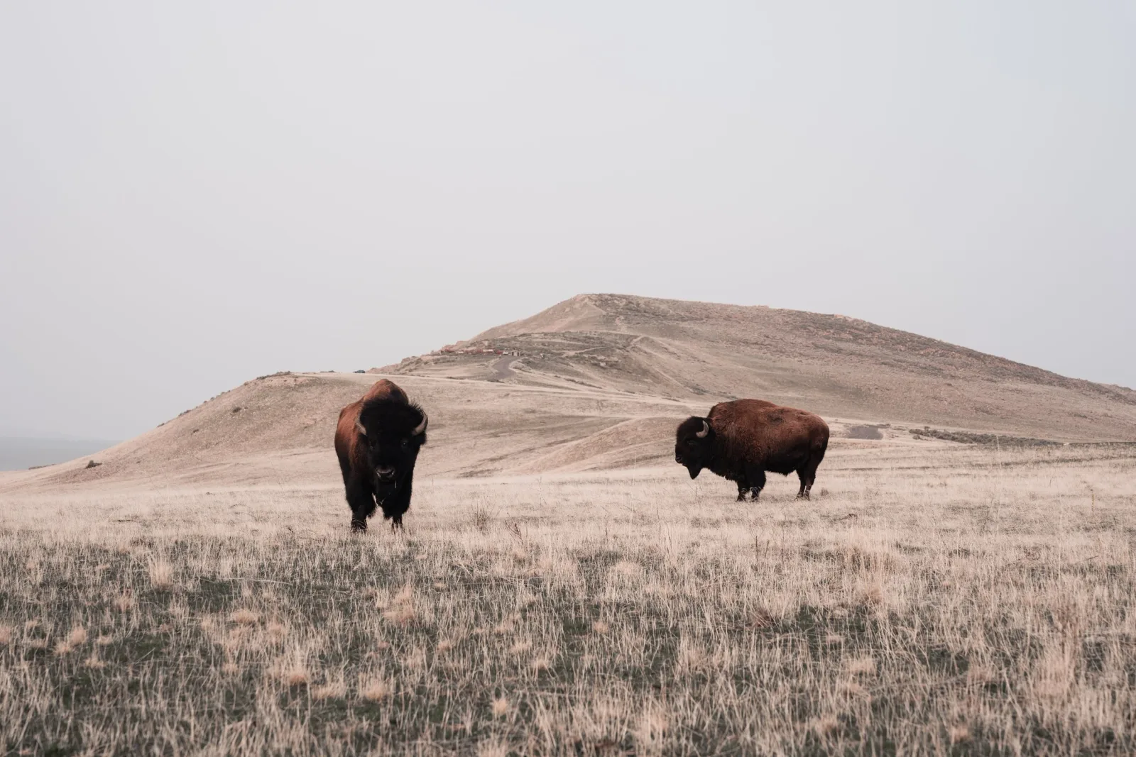 Antelope Island Fall Classic photo 3