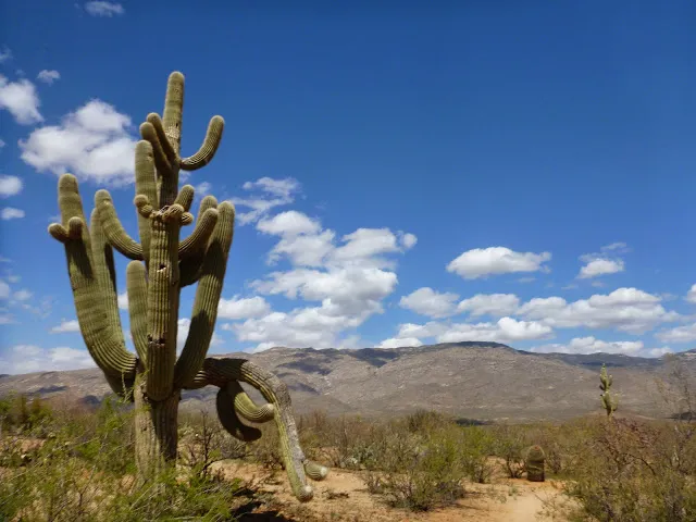 A large saguaro cactus stands in the foreground with a mountainous desert landscape and blue sky with clouds in the background.
