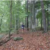 A runner runs on a leaf-covered trail through a forest.