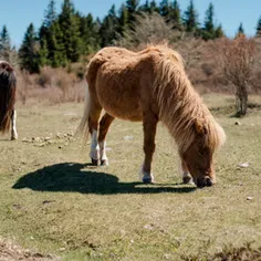 A wild pony grazes in a grassy field with trees and brush in the background at Grayson Highlands.