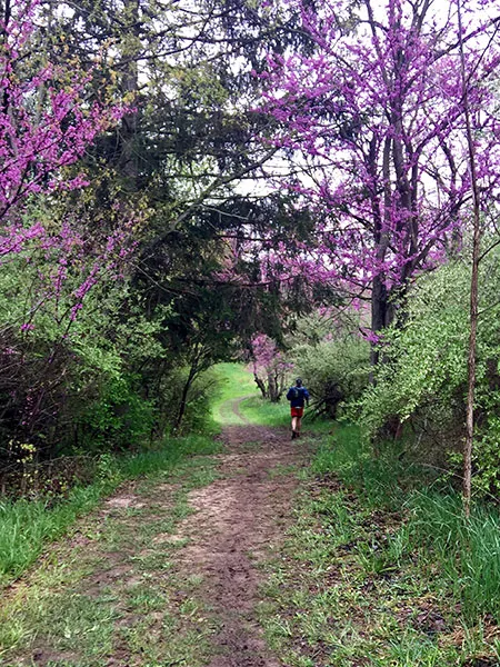 A lone runner on a muddy trail surrounded by trees with purple blossoms.
