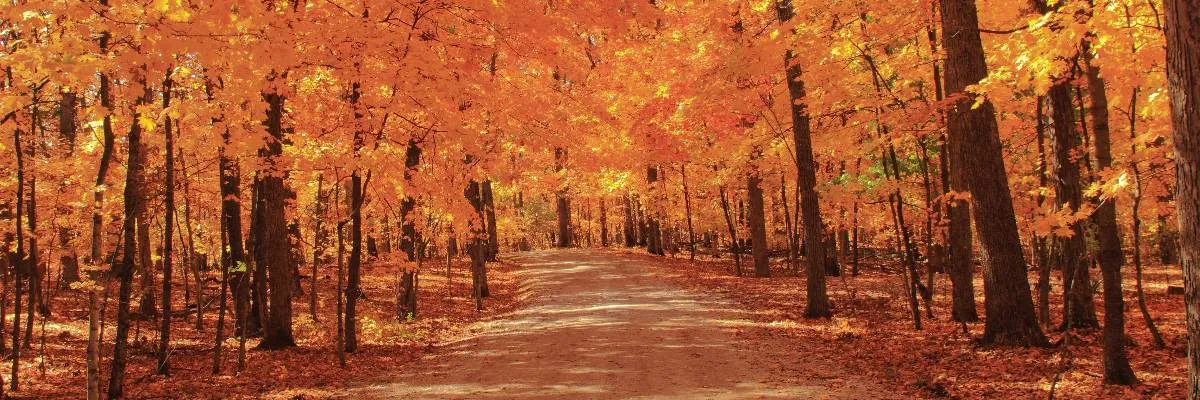 A dirt path winds through a forest with vibrant orange and yellow autumn leaves on the trees and covering the ground.