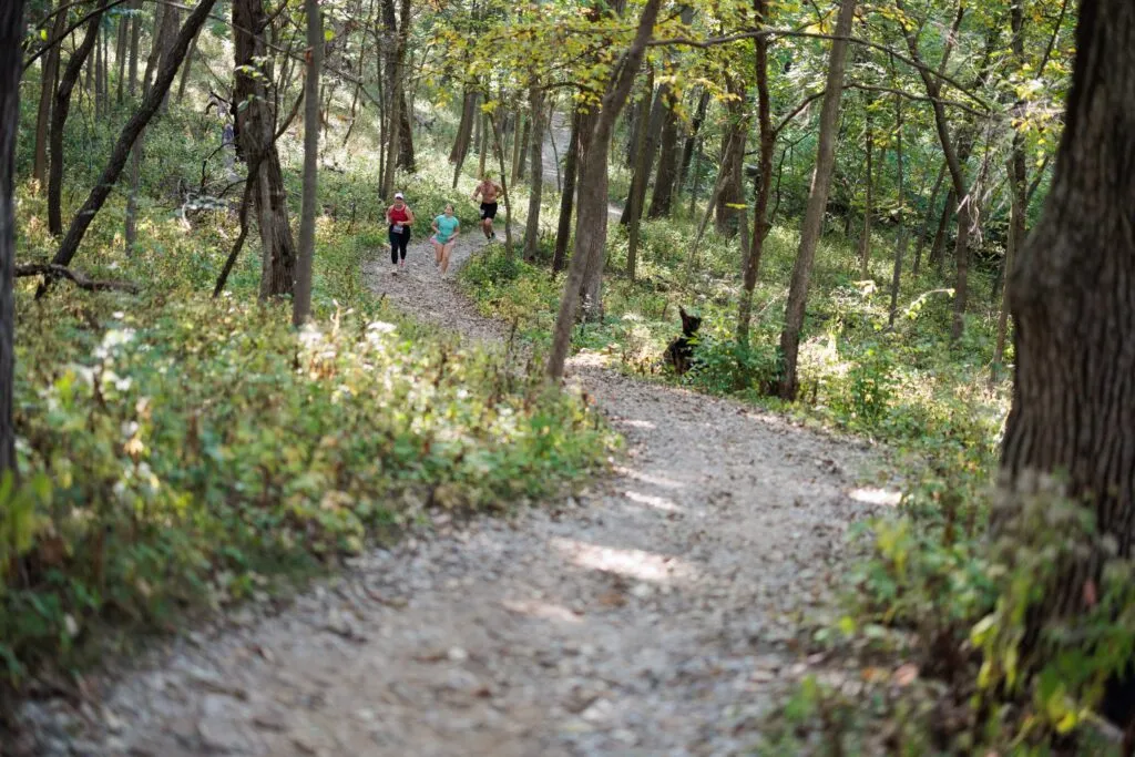 Runners on a winding trail through a sun-dappled forest.