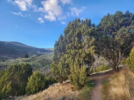 A scenic view of a trail winding through hills with juniper trees under a blue sky with clouds.