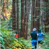 Two runners on a wooded trail with tall trees and lush ferns.