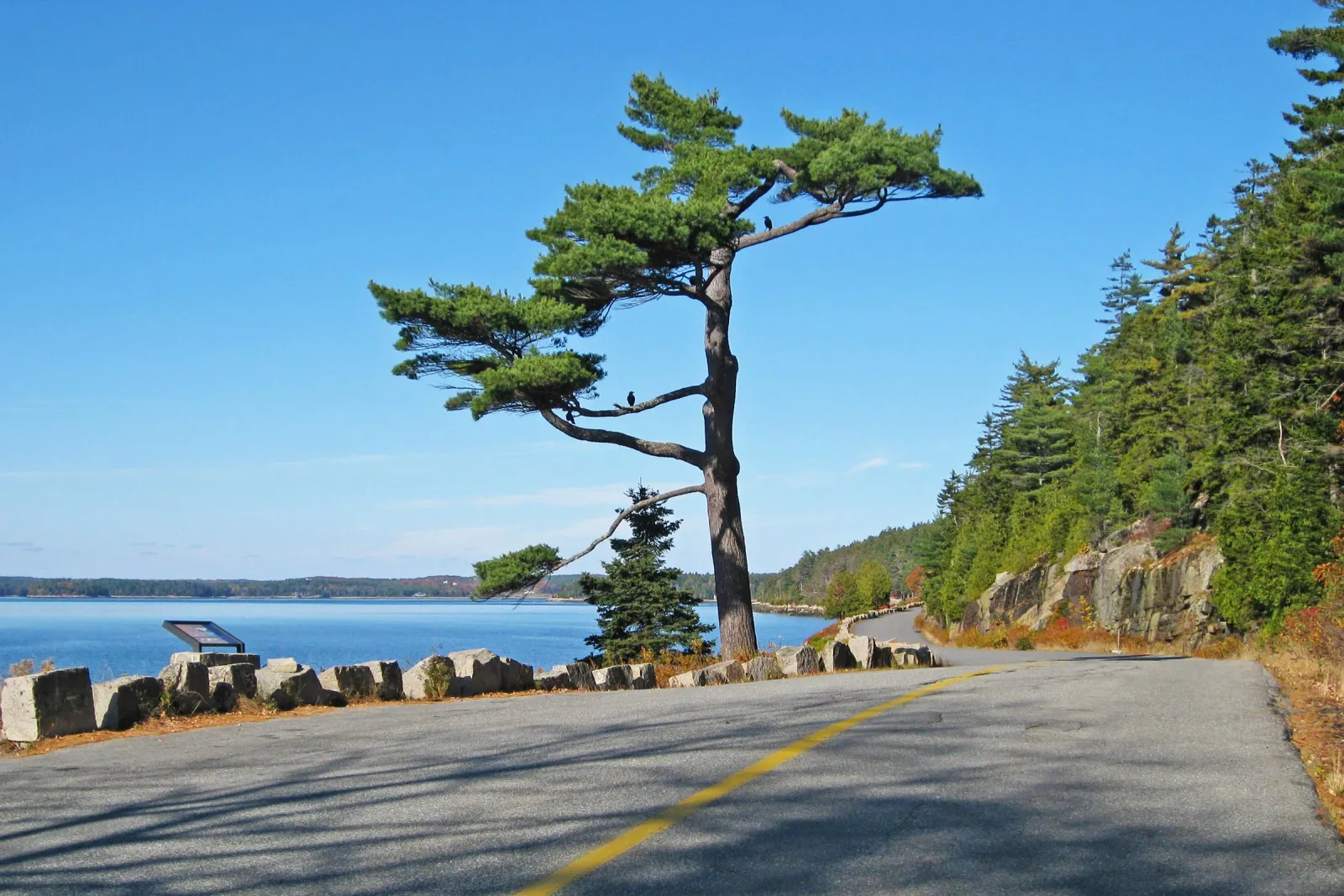 A scenic road curves alongside a blue body of water, with pine trees and rocky cliffs lining the right side of the road.