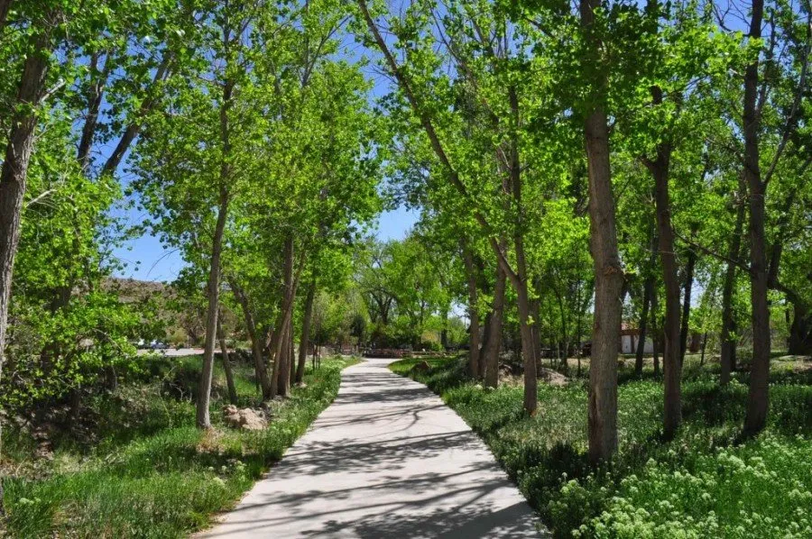 A paved path winds through a lush green forest with trees lining both sides.
