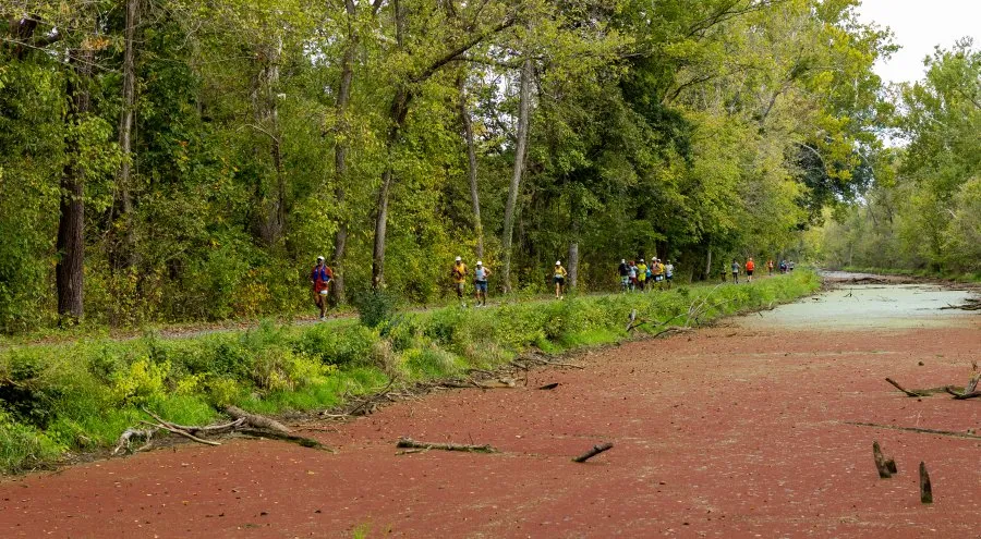 Runners on a tree-lined path next to a body of water with red algae.