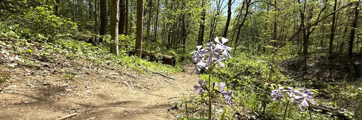 A winding dirt trail through a sun-dappled forest with purple wildflowers in the foreground.