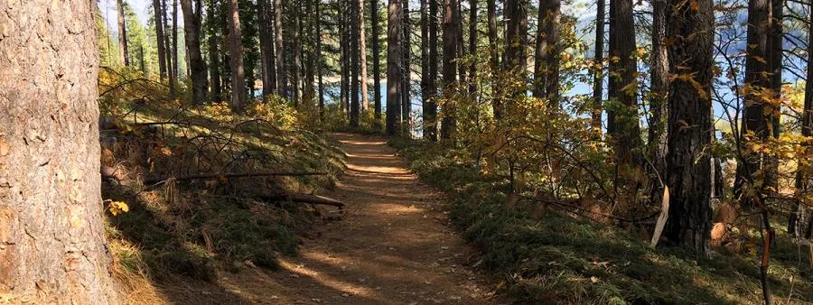 A dirt trail winds through a sun-dappled forest with tall pine trees and some autumn foliage, leading towards a distant body of water.