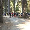 A group of runners starting a trail race in a forest setting.