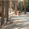 A lone runner on a dirt trail through a forest.