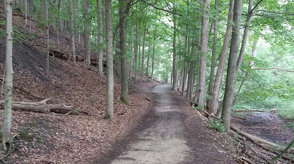 A dirt trail winds through a dense forest with tall trees and fallen logs.