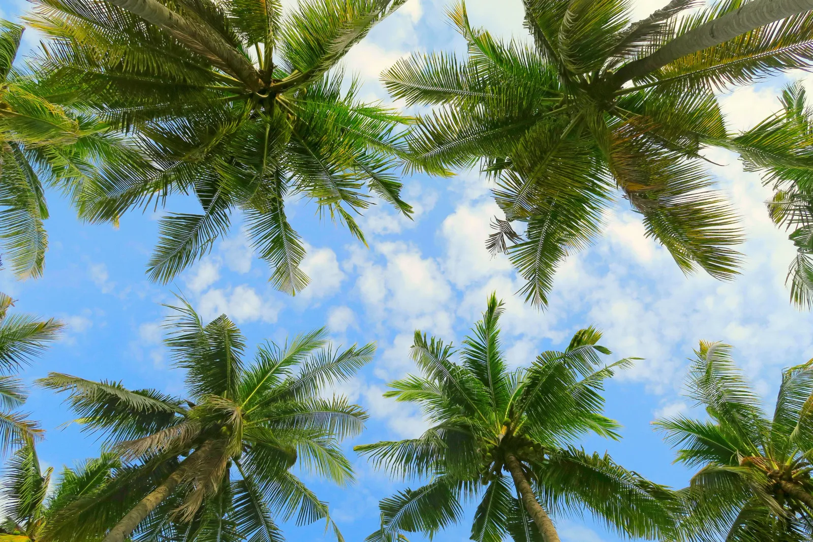 Looking up through palm trees at a blue sky with white clouds.