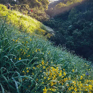 Runners on a grassy, sun-dappled trail with wildflowers in the foreground.