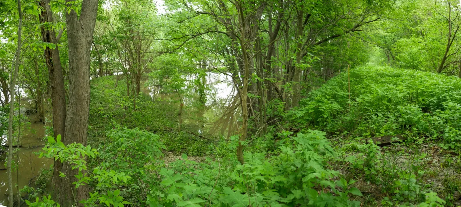 A lush green forest path alongside a calm body of water, suggesting a scenic race course.