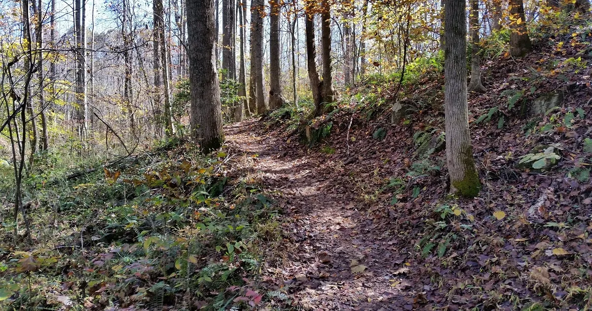 A sun-dappled trail winds through a forest with fallen leaves on the ground.