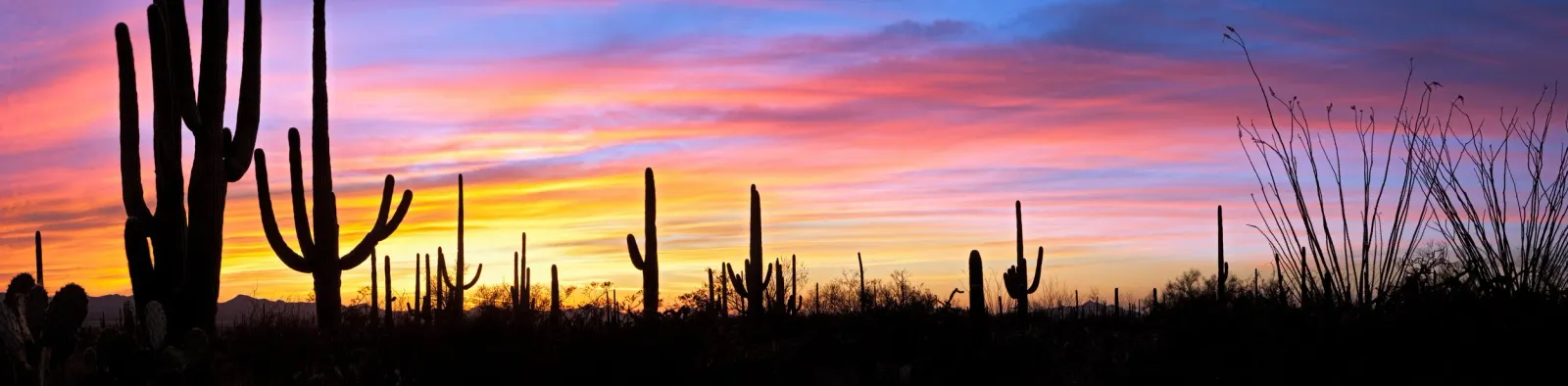 A panoramic view of a desert landscape at sunset, featuring silhouetted saguaro cacti against a vibrant sky with streaks of pink, orange, and purple.