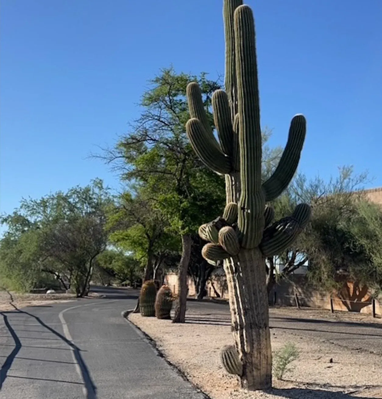 A paved path curves through a desert landscape with a large saguaro cactus in the foreground and trees in the background under a clear blue sky.
