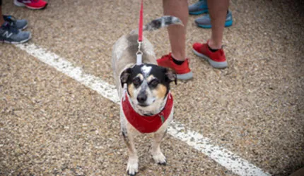 A dog wearing a red bandana stands on a race course with runners' legs visible in the background.
