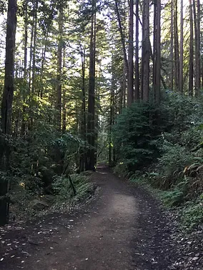 A dirt trail winds through a tall, dense forest with sunlight filtering through the trees.